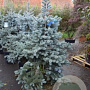 Picea pungens 'Oldenburg' 200-225 cm draadkluit solitair