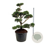 Pinus contorta 150-175 cm cont. 230L