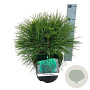 Pinus nigra 'Spielberg' 30-40 cm 4,5L