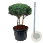 Pinus sylv. 'Watereri' 80-100 cm cont. 180L scherm