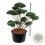 Pinus sylv. 'Watereri' 125-150 cm cont. 285L bonsai