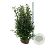 Prunus l. 'Herbergii' 125-150 cm met kluit extra