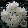Rhododendron 'Cunningham Fat Boy' 30-40 cm 5,0L struik