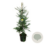 Sequoia s. 'Adpressa' 170-200 cm cont. 55L extra