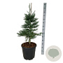 Sequoiadendron g. 'Glaucum' 80-100 cm 30L extra