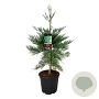 Sequoiadendron g. 'H. Mamm. Three' 80-100 cm 30L extra