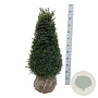 Taxus b. 'Höpken's Gigant' 80-100 cm met kluit piramide extra