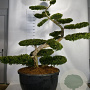 Taxus b. 'Summergold' 200-225 cm cont. 500L bonsai
