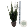 Taxus media 'Hillii' 80-100 cm met kluit extra
