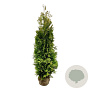 Thuja occ. 'Golden Brabant' 200-225 cm met kluit extra