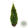 Thuja occ. Golden Smaragd 120-140 cm met kluit extra