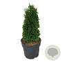 Thuja occ. 'Maks' 25-30 cm