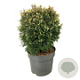 Thuja occ. 'Piccadilly' 30-40 cm 7,5L
