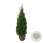 Thuja occ. 'Smaragd' 100-120 cm met kluit