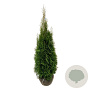 Thuja occ. 'Smaragd' 120-140 cm met kluit