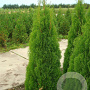 Thuja occ. 'Smaragd' 120-140 cm met kluit