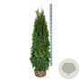 Thuja occ. 'Smaragd' 160-180 cm met kluit extra