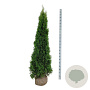 Thuja occ. 'Smaragd' 180-200 cm met kluit extra