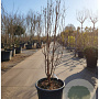 Acer griseum 200-250 cm 50L meerstammig