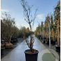 Acer griseum 200-250 cm cont. 110L MPS