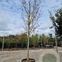 Acer monspessulanum 180 cm stam container 30-35