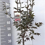 Acer pal. 'Atropurpureum' 80-100 cm 7,5L
