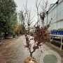 Acer pal. 'Bloodgood' 175-200 cm draadkluit meerstammig solitair