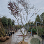 Acer pal. 'Bloodgood' 450-500 cm draadkluit solitair 4 X verplant