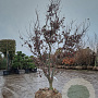 Acer pal. 'Bloodgood' 200-250 cm draadkluit meerstammig 4 X verplant extra