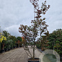 Acer pal. 'Bloodgood' 300-350 cm container solitair