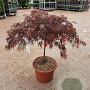 Acer pal. 'Garnet' 60-80 cm 15L