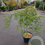 Acer pal. 'Green Lace' 70 cm stam container kroon 125-150