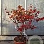 Acer pal. 'Osakazuki' 60-80 cm 15L