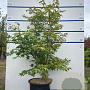 Acer pal. 'Osakazuki' 125-150 cm 20L meerstammig