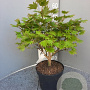 Acer shirasawanum 'Aureum' 40-50 cm 4,0L