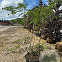 Albizia julibrissin 175-200 cm container meerstammig