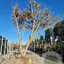 Albizia julibrissin 400-450 cm draadkluit meerstammig Losse kroon