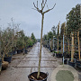 Albizia julibrissin 200 cm stam container 16-18 leiboom