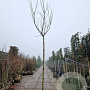 Albizia julibr. Ombrella 225 cm stam draadkluit
