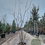 Amelanchier lamarckii 200-225 cm container