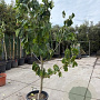 Asimina triloba 200-250 cm 50L