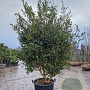 Camellia sasanqua 250-300 cm container meerstammig
