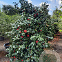 Camellia vernalis 'Yuletide' 175-200 cm container meerstammig
