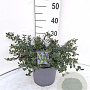 Ceanothus thyrsiflorus repens 40-50 cm 5,0L