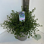 Ceanothus thyrsiflorus repens 40-50 cm 10L