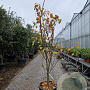 Cercis can. Red Force 200-250 cm cont. 70L