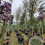 Cercis siliquastrum 200 cm stam container 20-25 leiboom