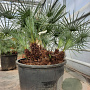 Chamaerops humilis argentea 80-100 cm container
