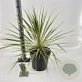Cordyline aus. Lime Passion 70-80 cm 12L