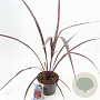 Cordyline Festival Burgundy 30-40 cm 3,0L